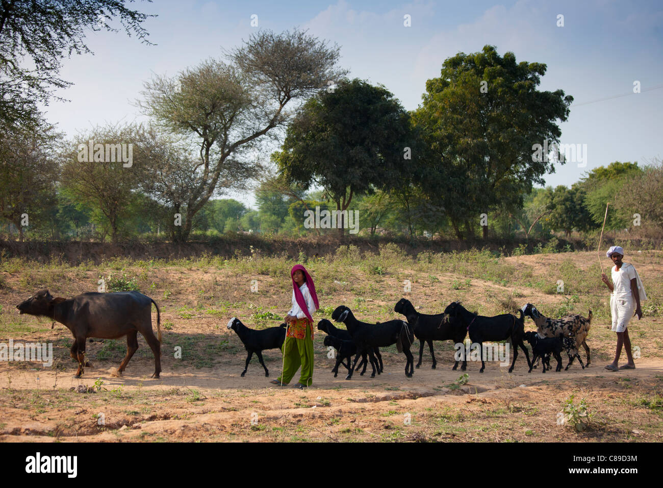 L'homme et de la femme indienne avec troupeau de chèvres à Sawai Madhopur au Rajasthan, Inde du Nord Banque D'Images