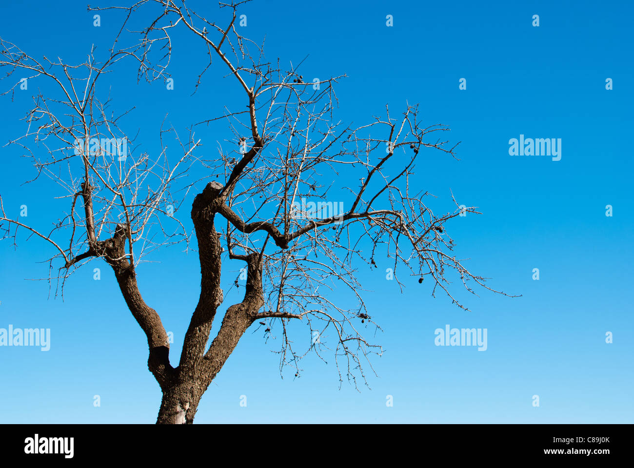 Hibernation sec Almond tree against blue sky Banque D'Images