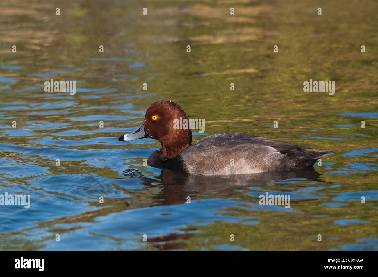 Redhead Aythya americana de Canards roux Banque D'Images