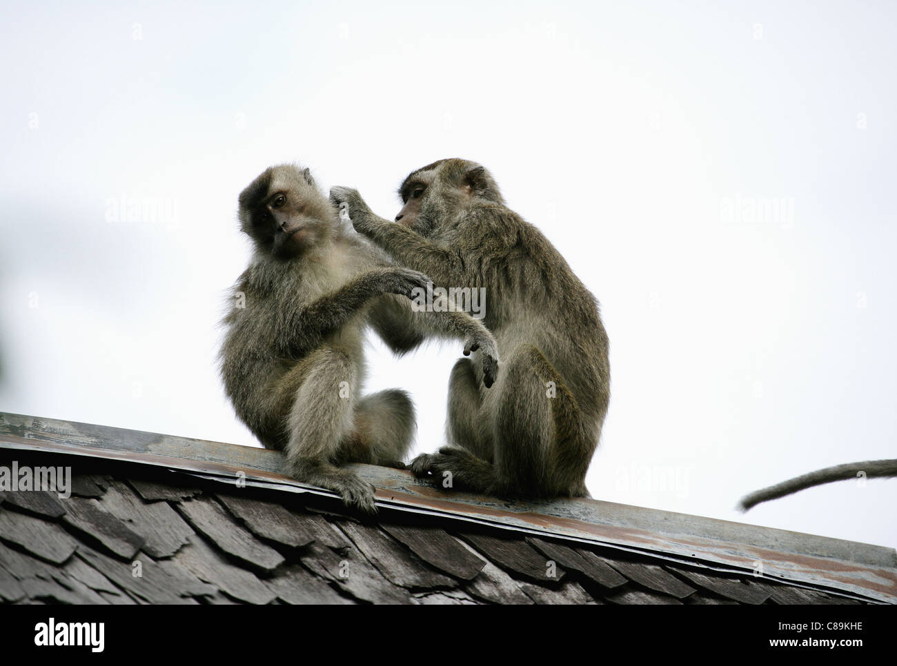 L'Indonésie, Bornéo, Tanjunj Puting Parc National, vue de macaques à longue queue assis sur le toit Banque D'Images