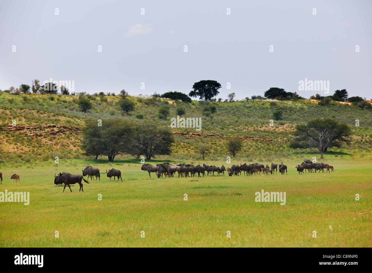 Troupeau de gnous bleus, Connochaetes taurinus, Kgalagadi Transfrontier Park, Afrique du Sud, l'Afrique Banque D'Images