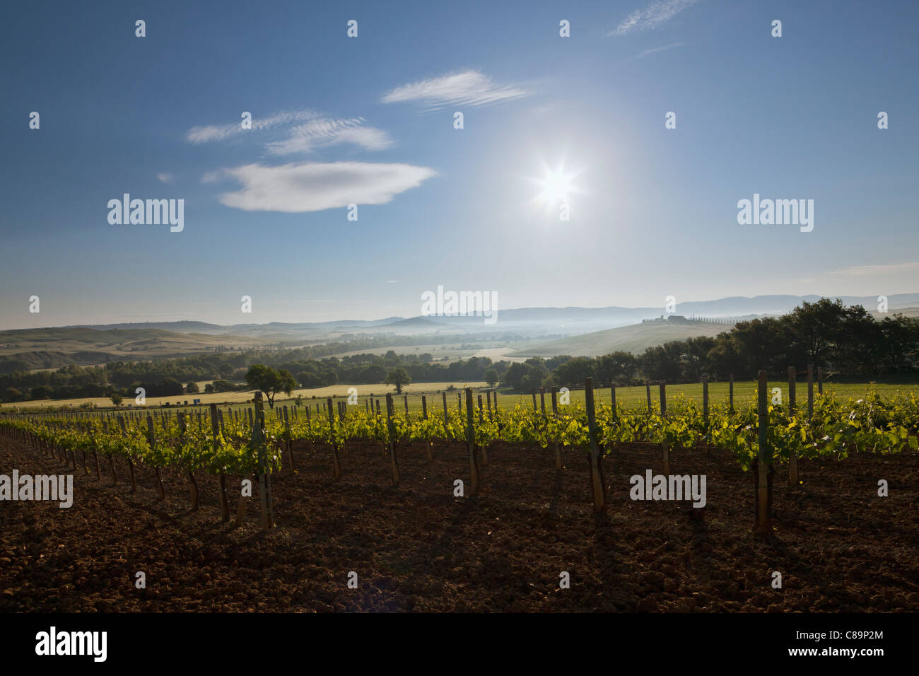 Italie, Toscane, Crète, View of vineyard au lever du soleil Banque D'Images