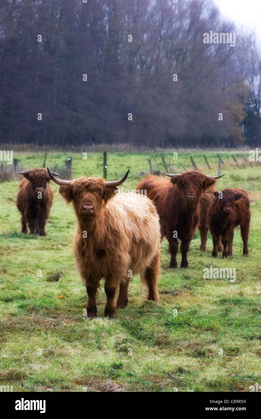 Allemagne, Harz, Long haired cattles sur terrain Banque D'Images