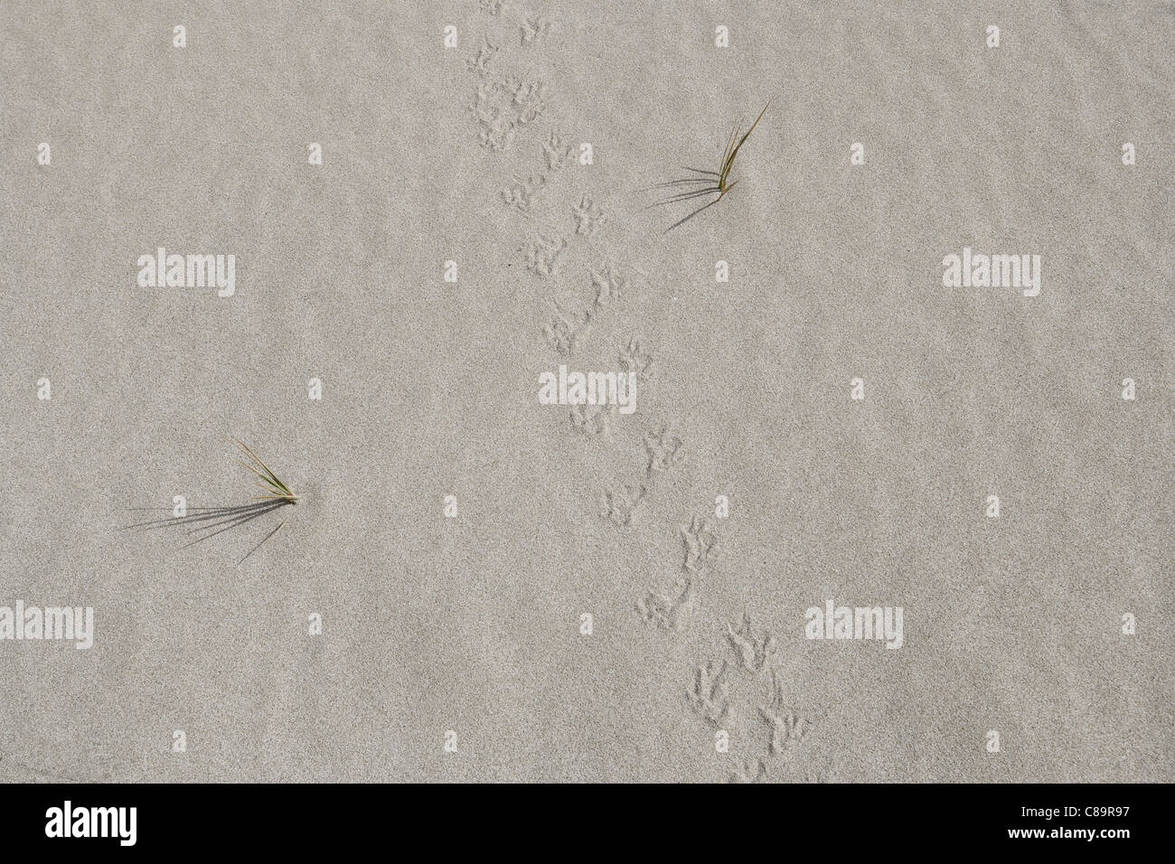 La Turquie, Izmir, vue d'oiseau, des marques de griffes sur le sable Banque D'Images