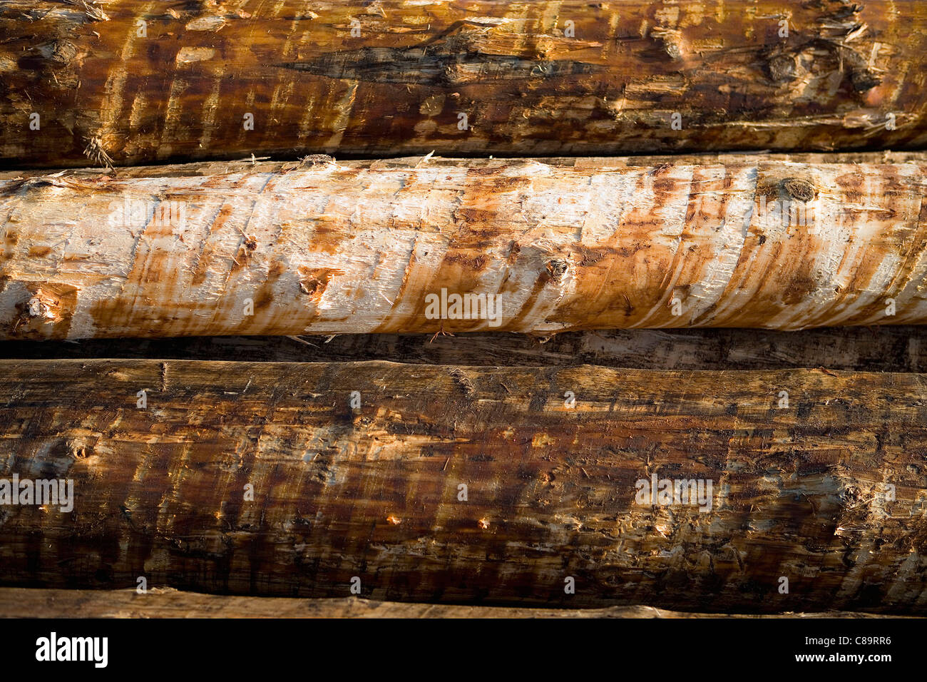 Pile de troncs d'arbres pelés, Close up Banque D'Images