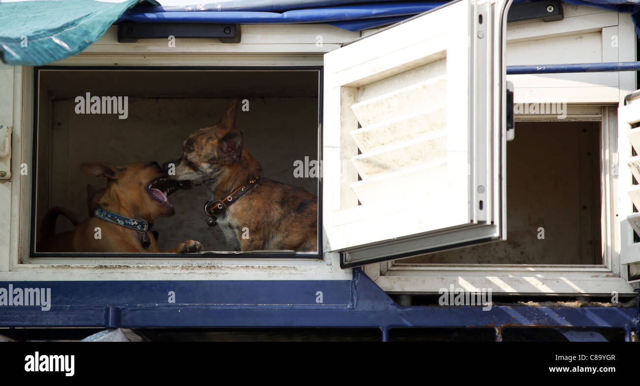 Les chiens jouant au toit du véhicule transporteur ROUTE D'AMALFI ITALIE DU SUD 16 Septembre 2011 Banque D'Images