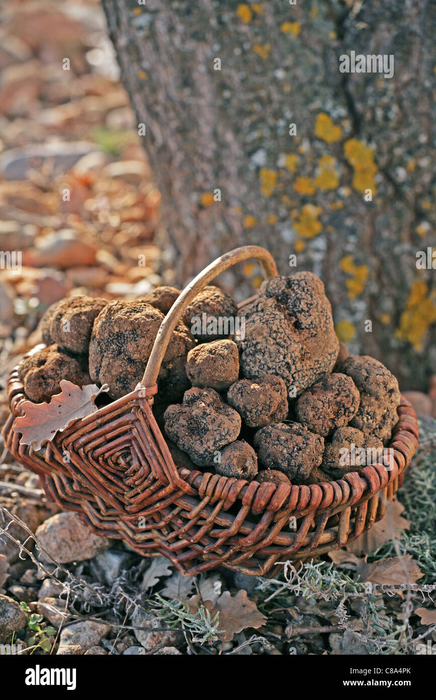 Panier de truffes Photo Stock - Alamy