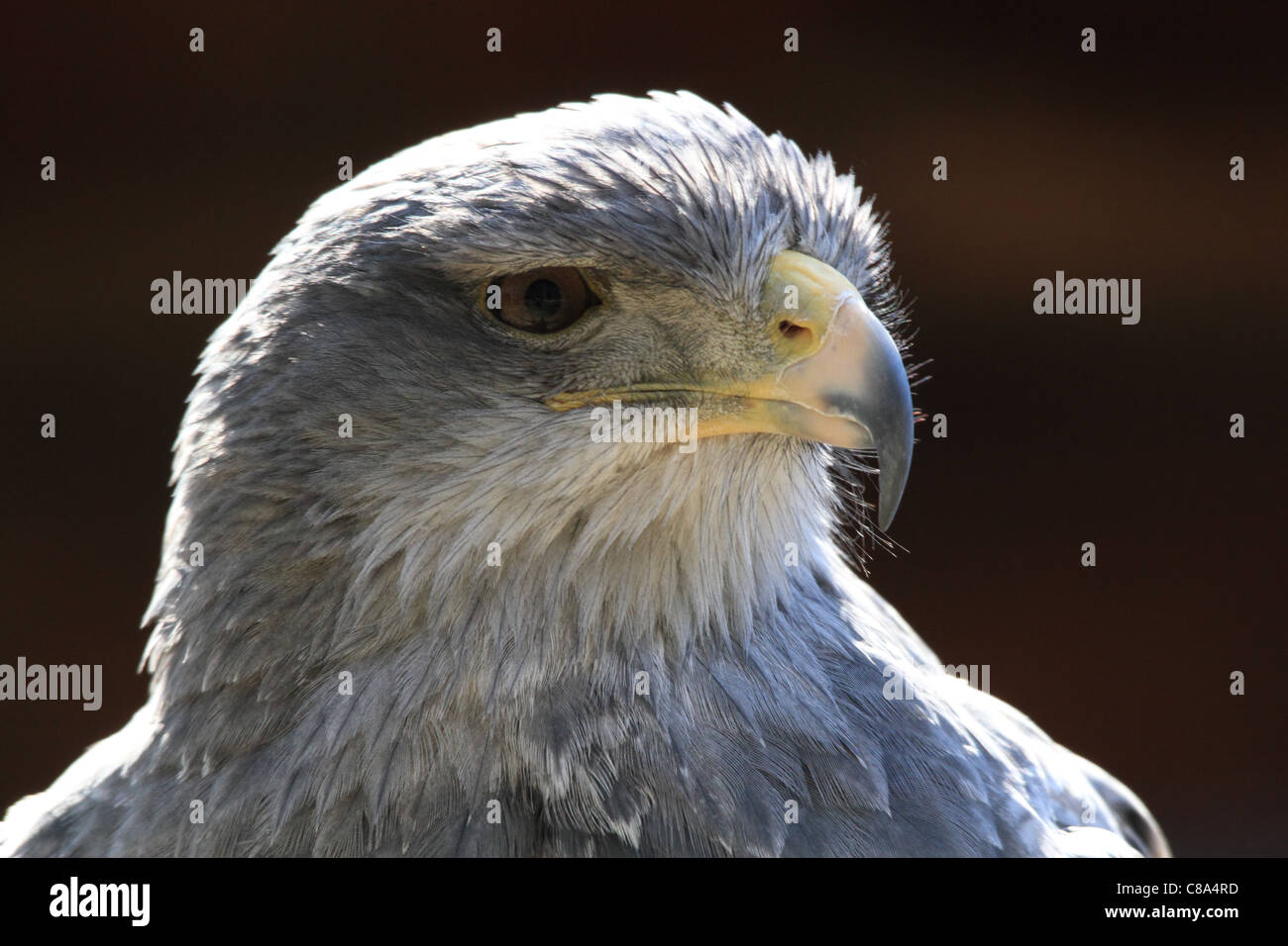 Faucon crécerelle portrait-eagle Buzzard Banque D'Images