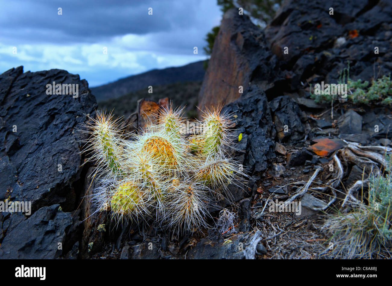Opuntia erinacea var. ursina, Grizzly bear cactus ; Montagnes Blanches, l'Est de la Californie, États-Unis Banque D'Images