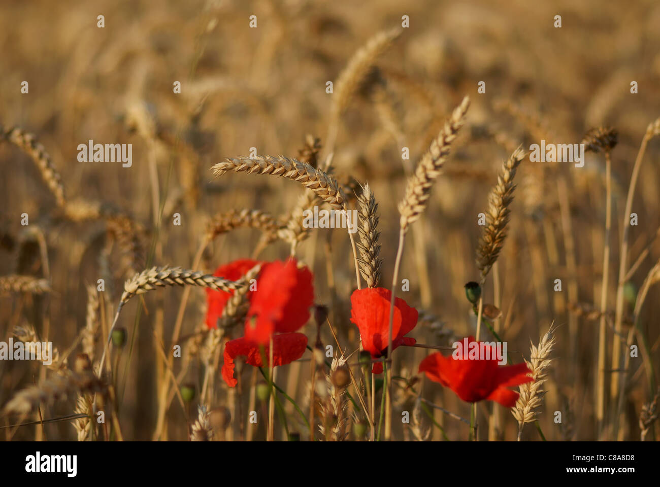 Le coquelicot dans un champ de maïs Banque D'Images