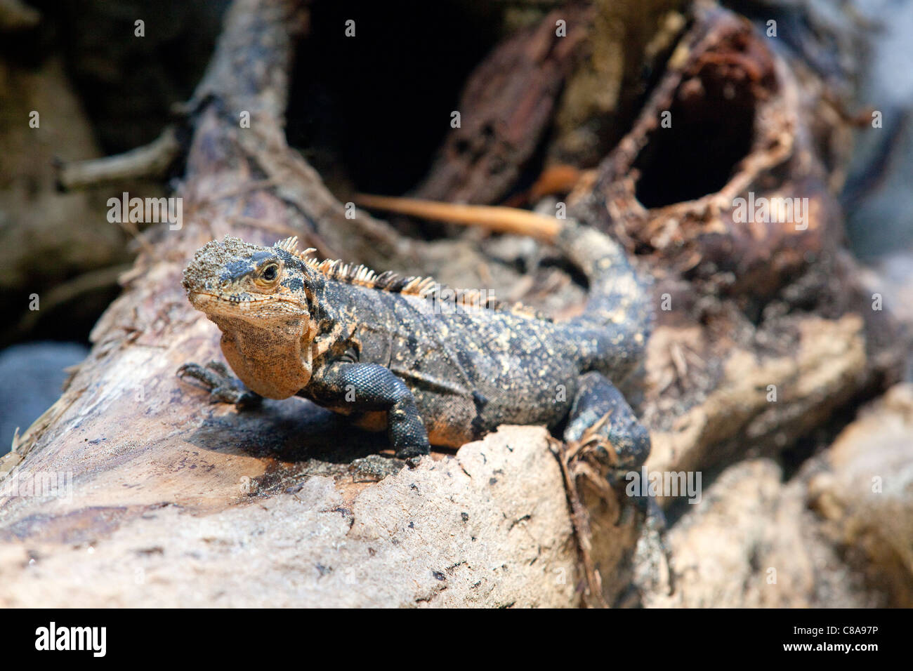 Un(l'iguane Ctenosaura similis) au Costa Rica. Banque D'Images