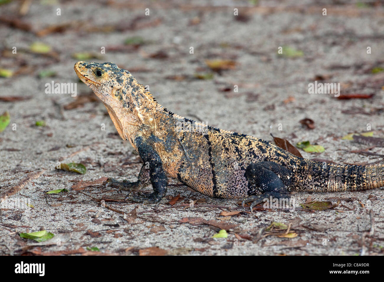 Un(l'iguane Ctenosaura similis) au Costa Rica. Banque D'Images