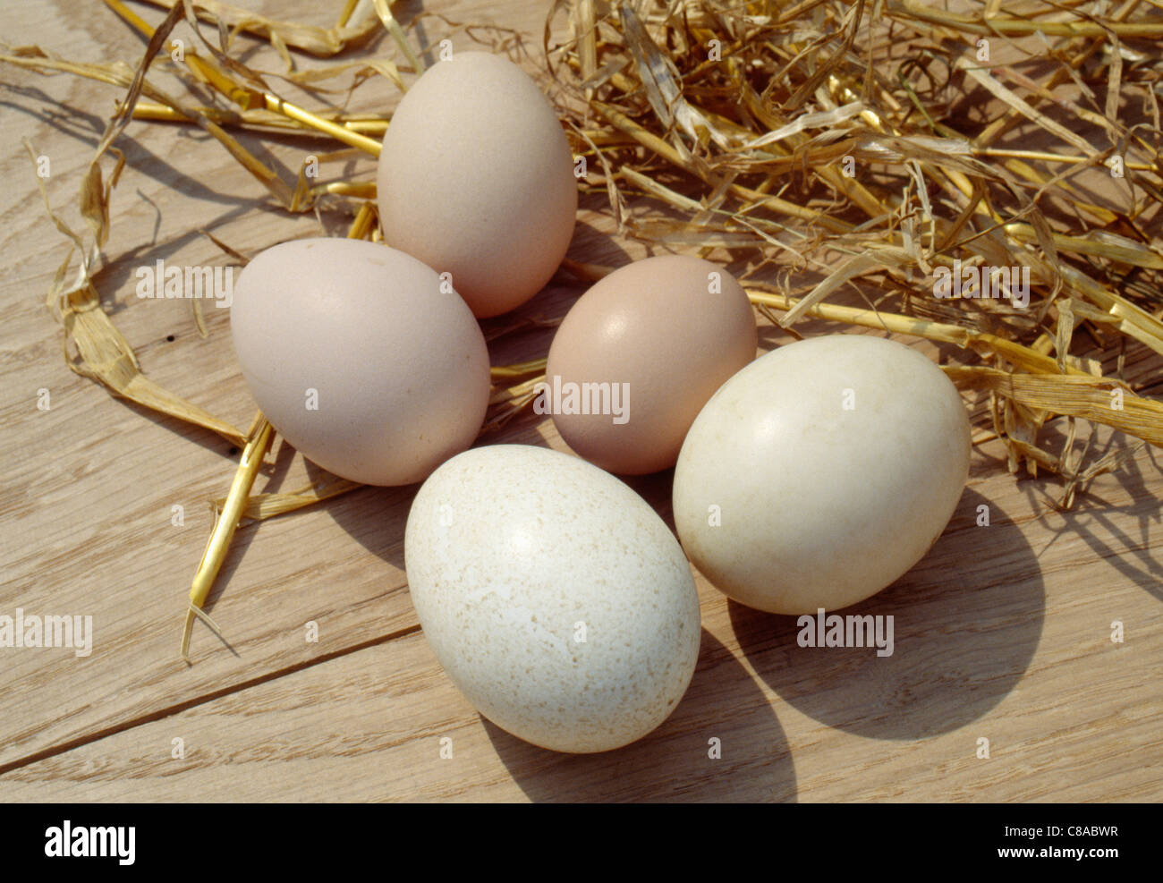 Selection D Oeufs Turquie Canard Poule Pintade Petit Hen Photo