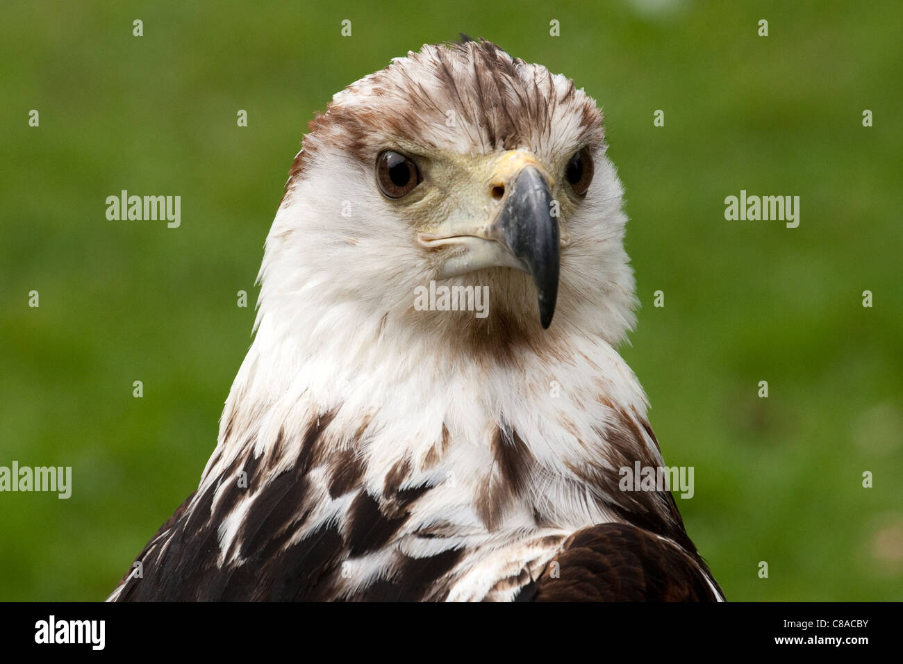 Poissons de l'Afrique de l'immature, Eagle Haliaeetus vocifer, sanctuaire d'oiseaux, UK Banque D'Images