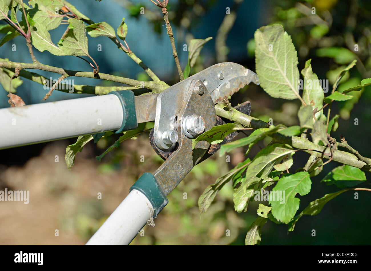 Apple tree-cut en automne Banque D'Images