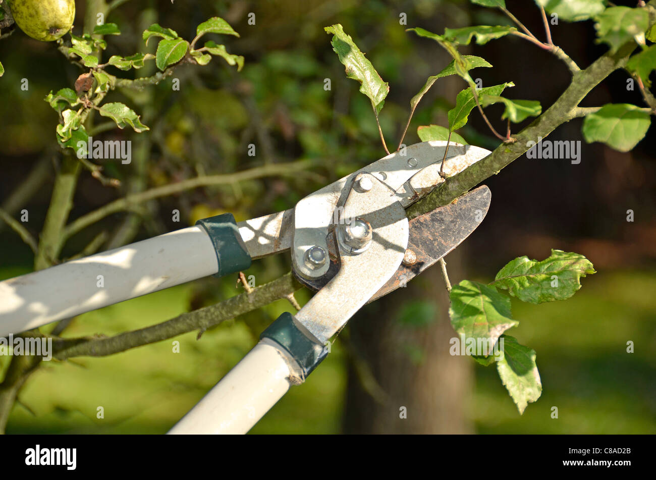Apple tree-cut en automne Banque D'Images