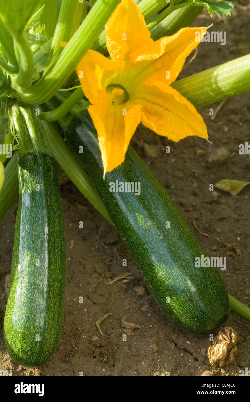 La courgette et fleur de courgette Banque D'Images
