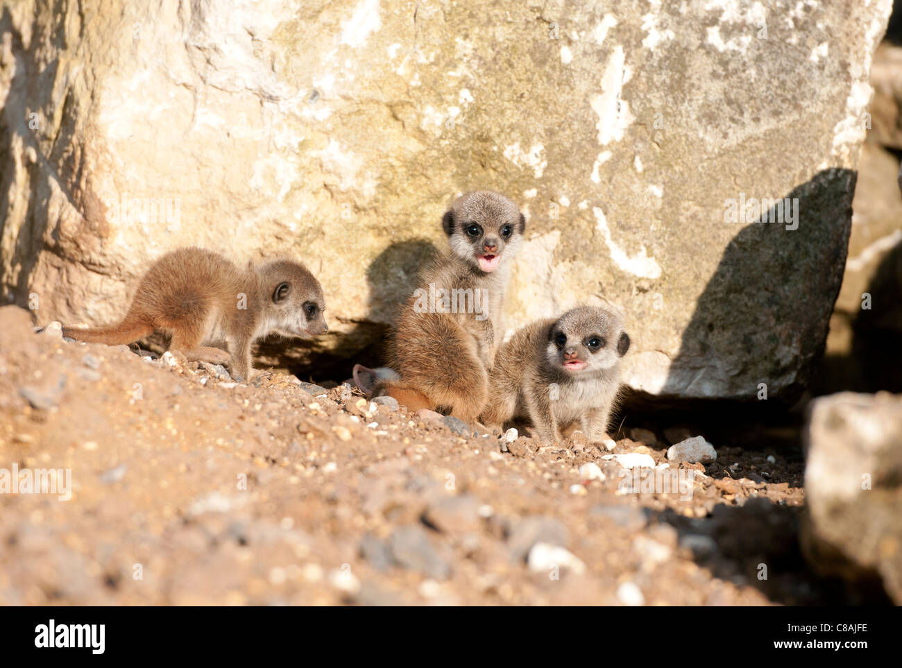 Meerkats bébé trois Banque D'Images