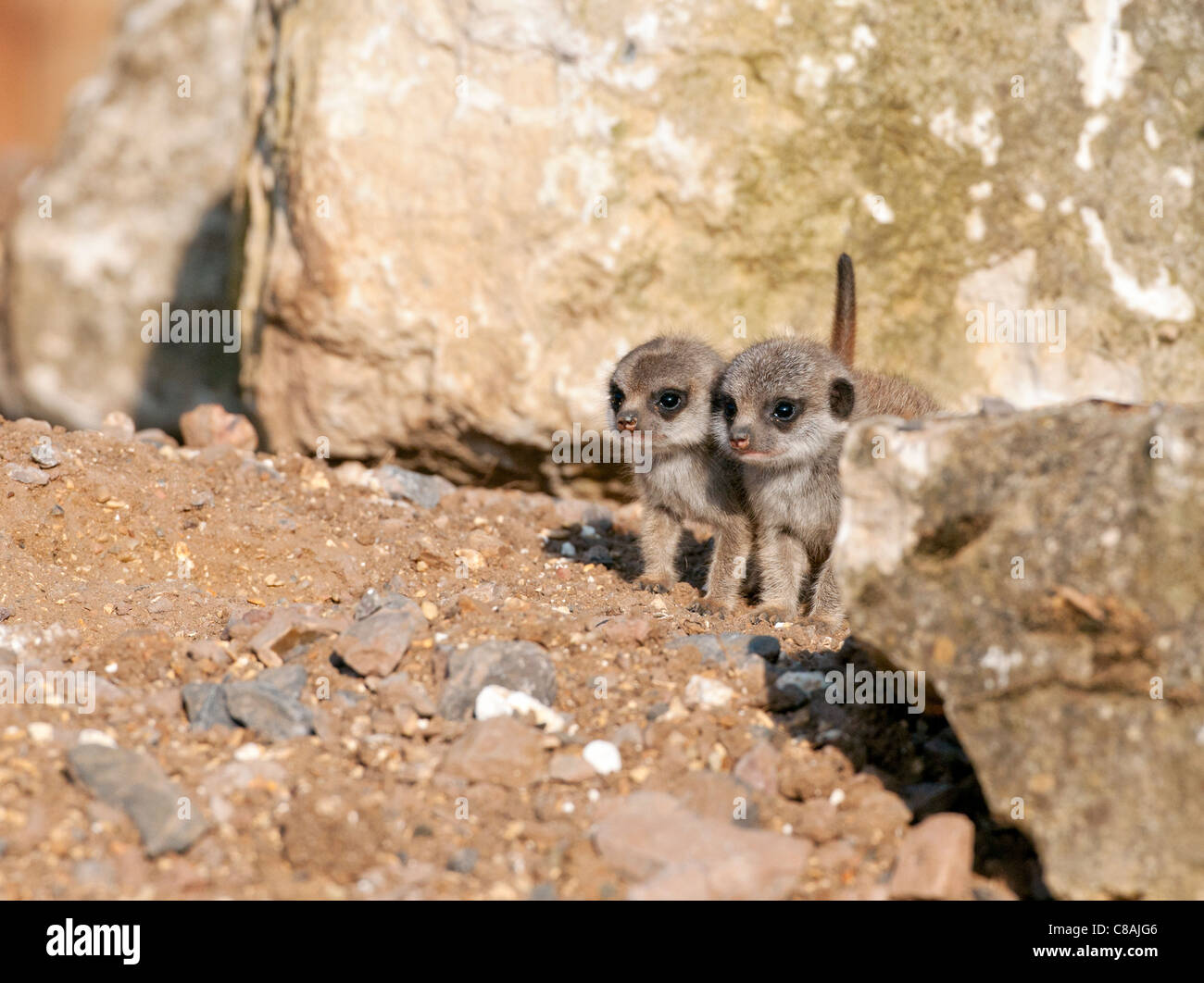 Bébé deux suricates Banque D'Images