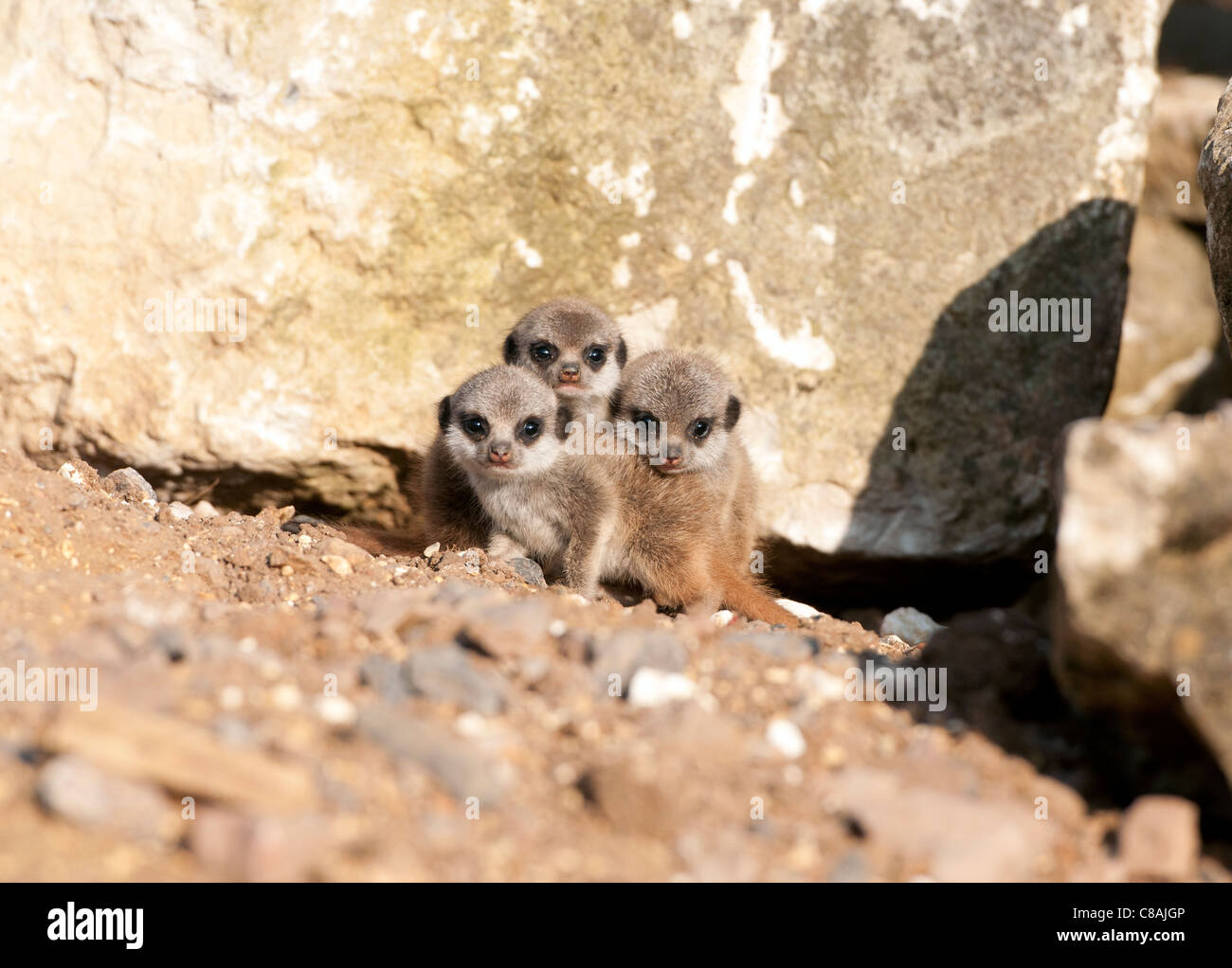 Meerkats bébé trois Banque D'Images