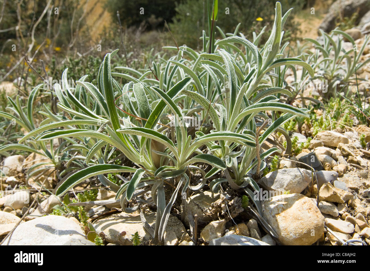 Sauge Banque D'Images