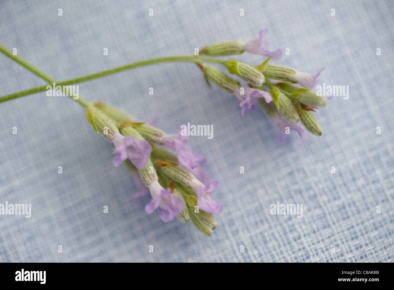 Fleurs mauves Banque D'Images