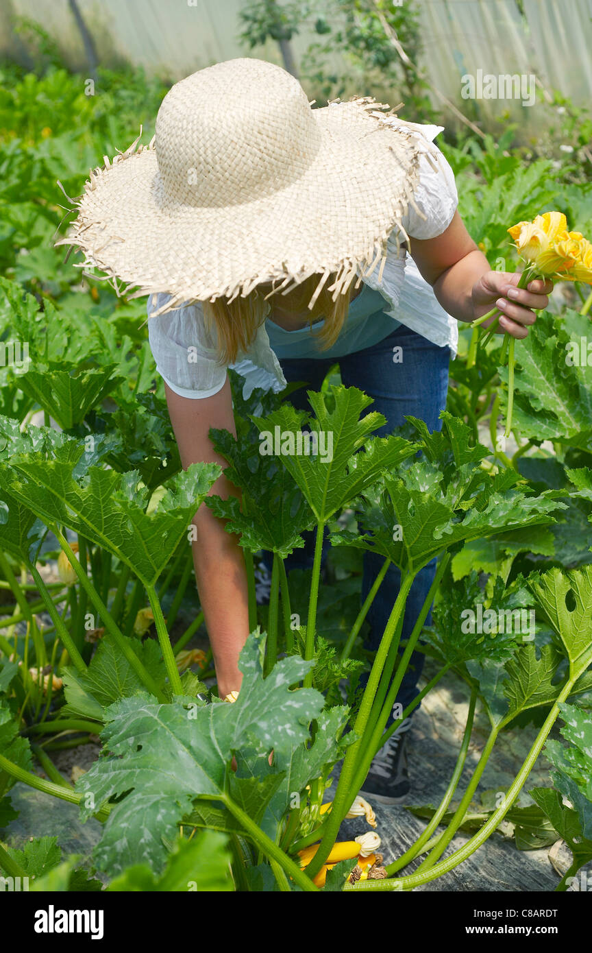 Woman picking fleurs de courgettes poussant dans une serre Banque D'Images