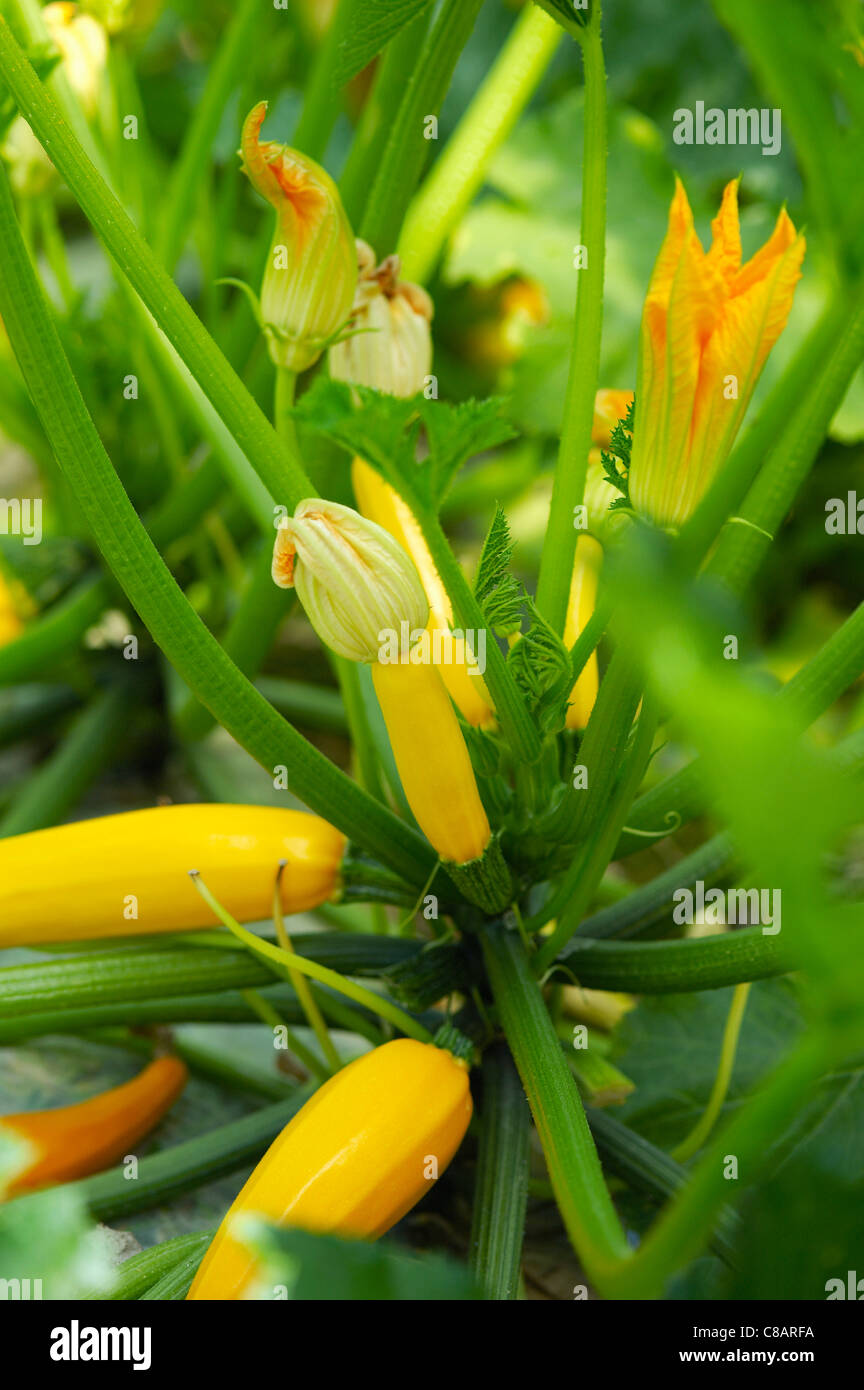 Courgettes jaunes et des fleurs sur la plante Banque D'Images