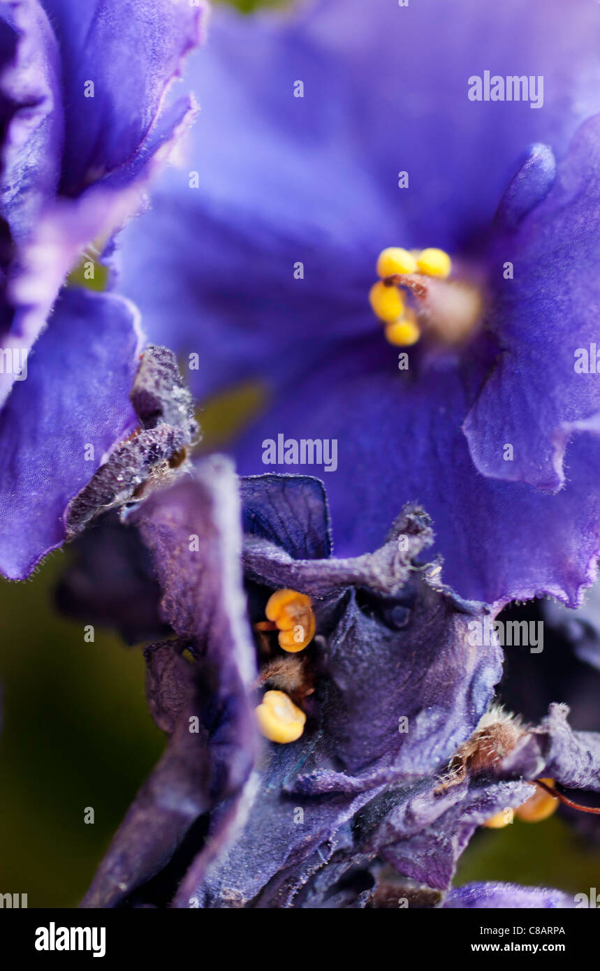 Fleur violette africaine, vie et mort, macro, Saintpaulia herbacée vivace, plante maison Banque D'Images