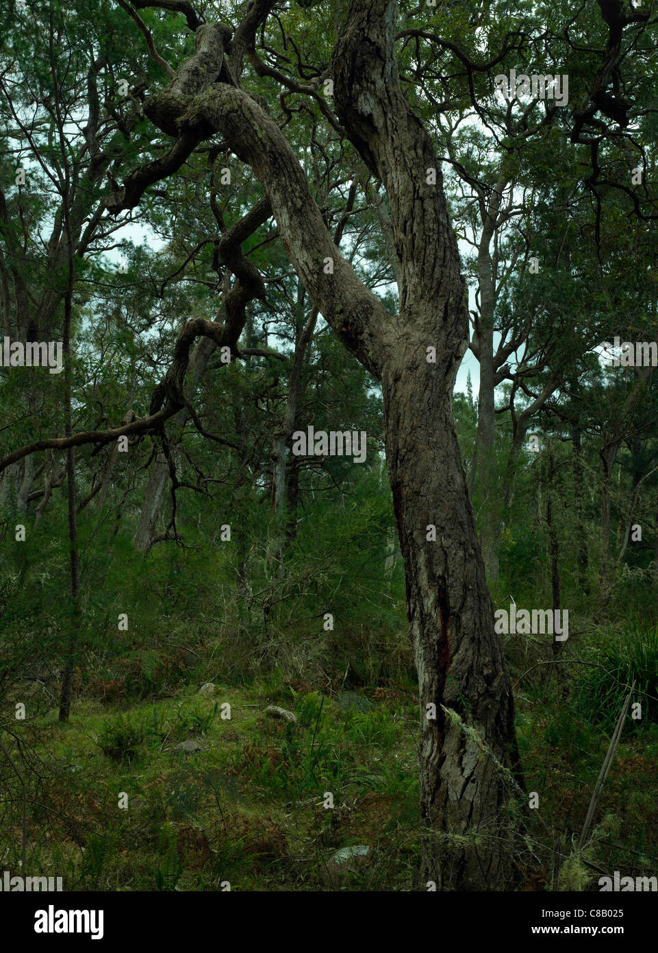 Arbre d'eucalyptus dans le parc national de Wadbilliga, NSW Australie Banque D'Images