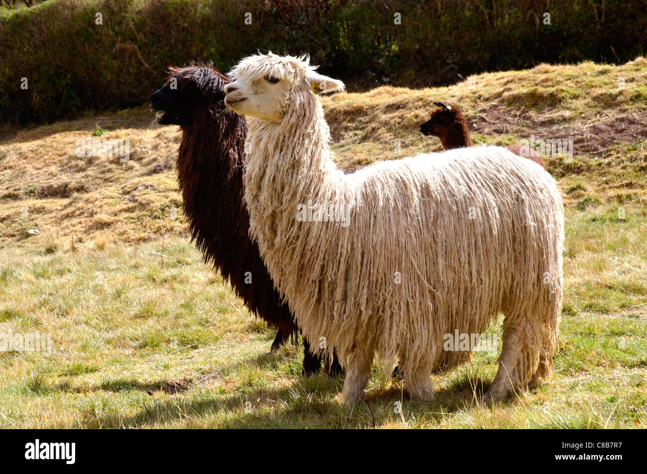 Paire de lamas en noir et blanc avec un bébé à l'arrière-plan Banque D'Images