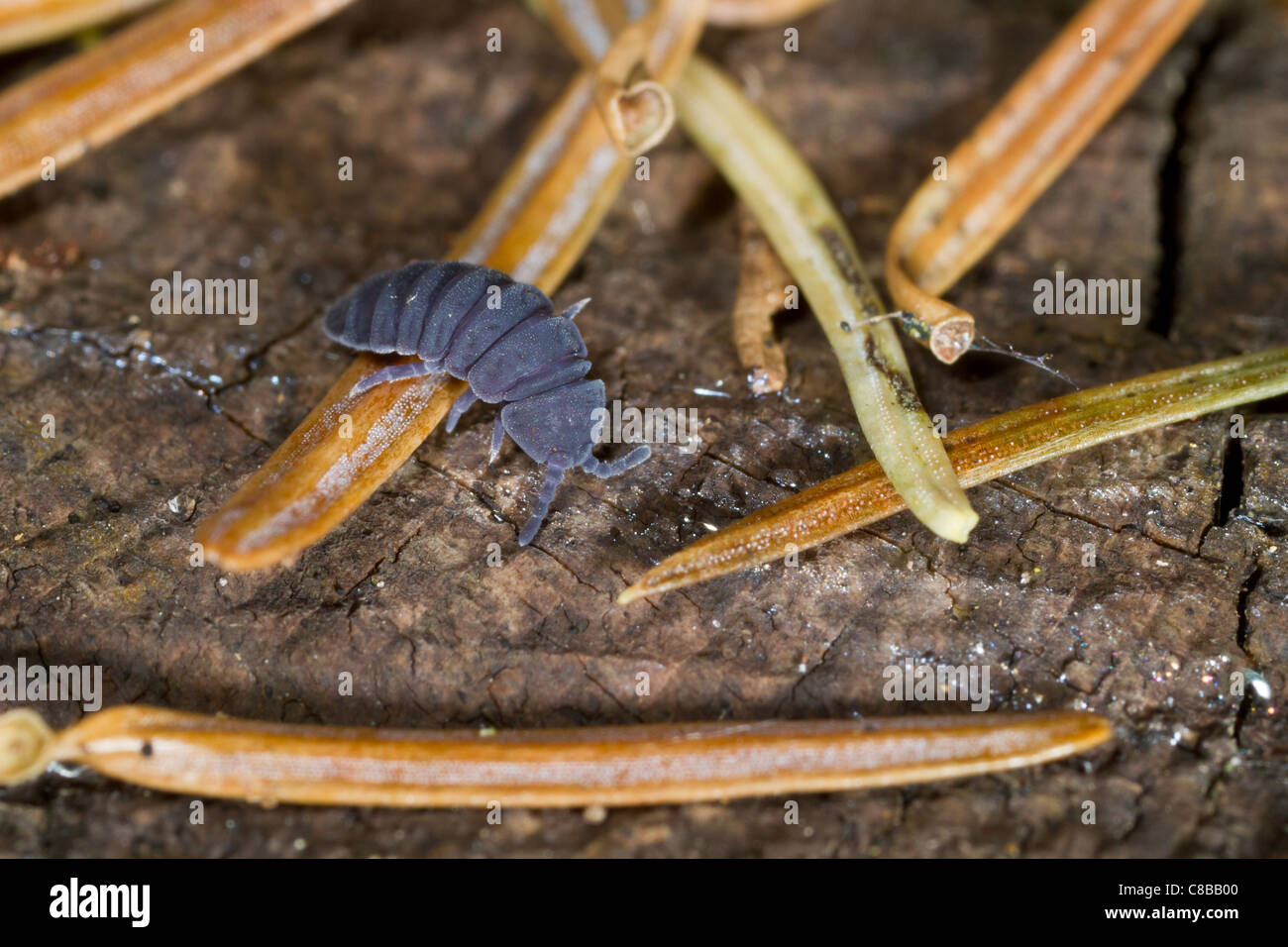 De Tetrodontophora bielanensis adultes dans la nature Banque D'Images