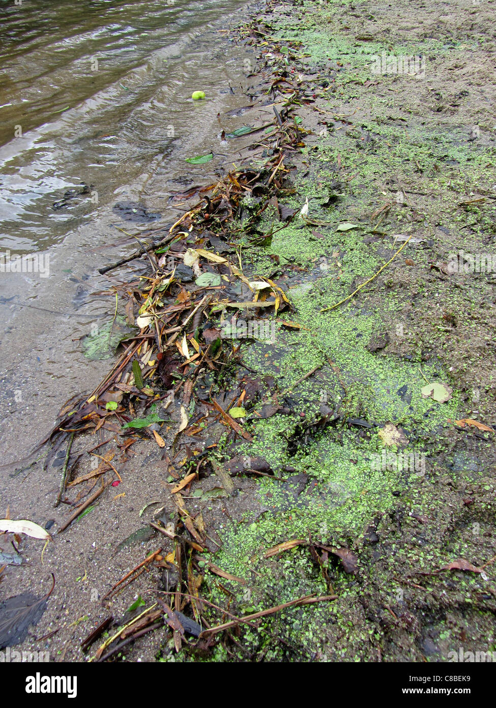Laver les feuilles, brindilles, des lentilles, etc. sur une plage, à Alblasserdam, Pays-Bas Banque D'Images