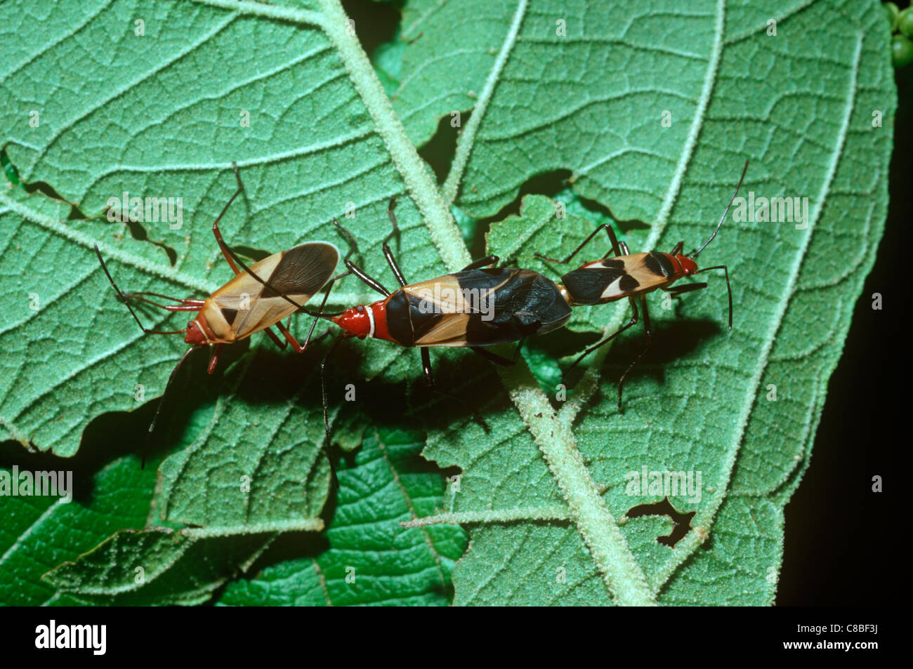 Cotton Stainer bugs (Dysdercus mimus : Pyrrhocoridae) paire d'accouplement couleur leva et cannibalisme, cloud forest, Costa Rica. Banque D'Images