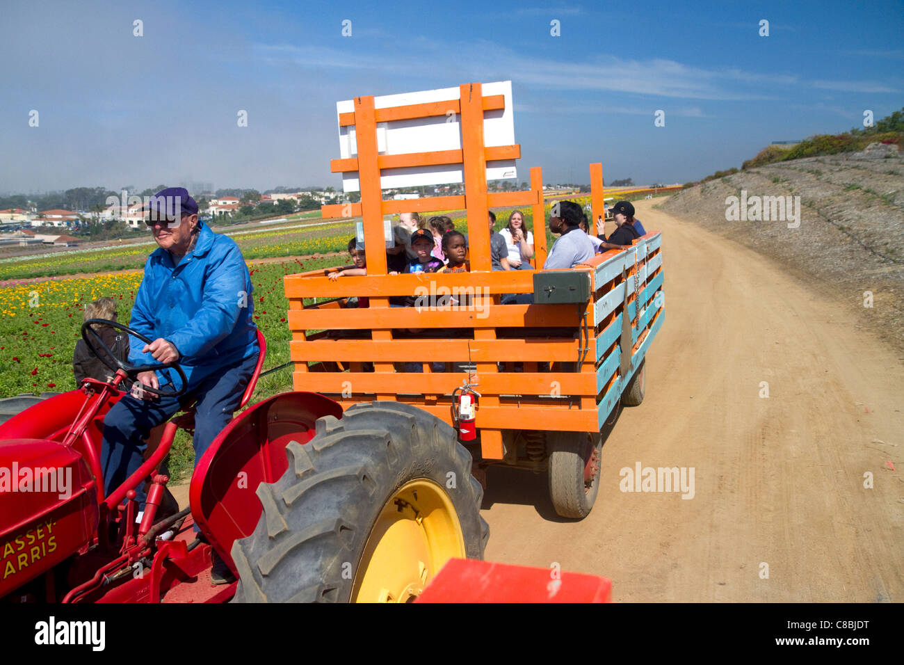 Balade en tracteur dans le champs de fleurs à Carlsbad, Californie, États-Unis. Banque D'Images