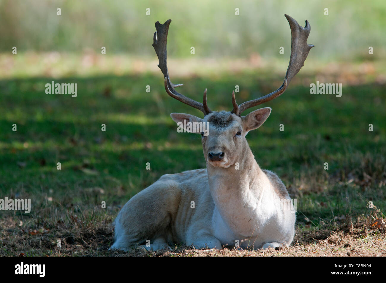 Daims mâles (buck) dans un parc, England, UK Banque D'Images