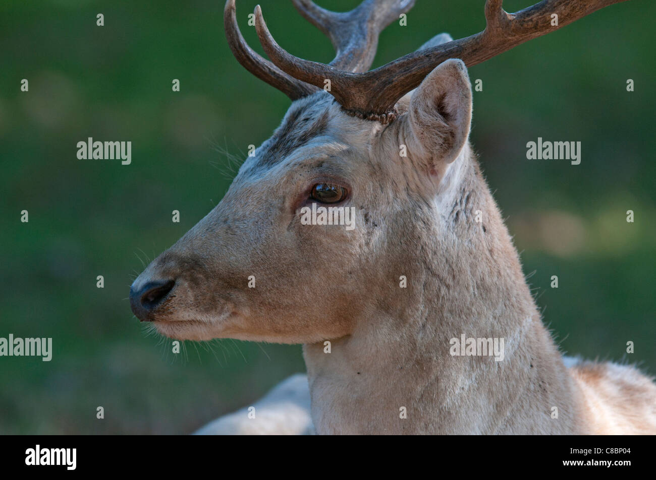 Daims mâles (buck) dans un parc, England, UK Banque D'Images