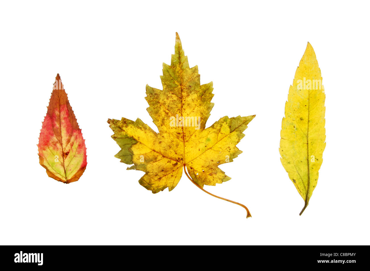 Groupe de trois feuilles d'automne isolés contre white Banque D'Images