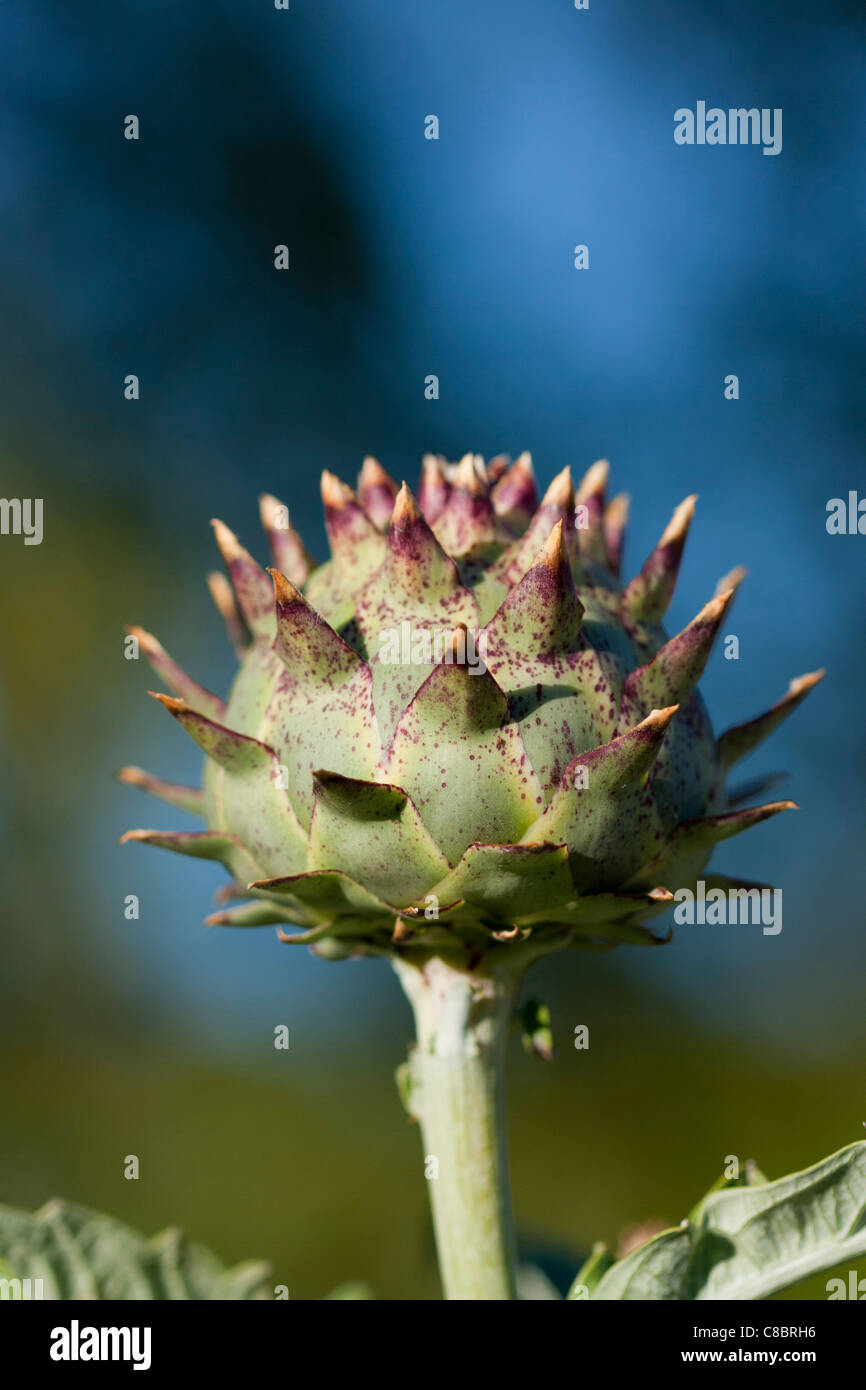 Close up d'Artichaut Banque D'Images