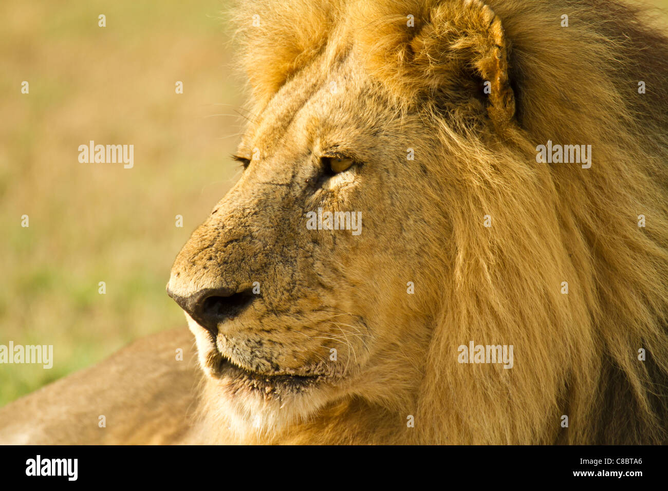 Lion dans le Delta de l'Okavango, au Botswana Banque D'Images
