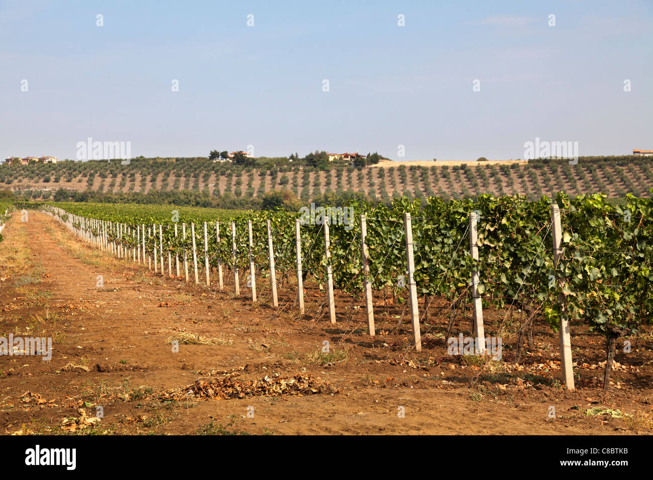 Rangées de vignes dans le vignoble commercial à Frascati Italie Banque D'Images