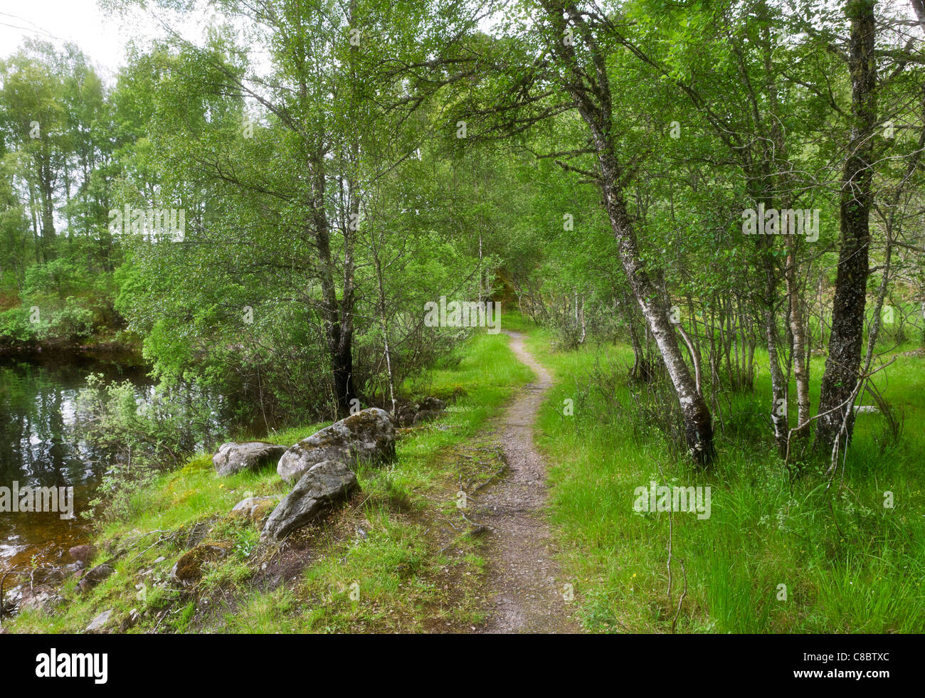 Chemin le long des rives du Loch Beinn a' Mheadhain, Glen Affric, Highland, Scotland, UK Banque D'Images