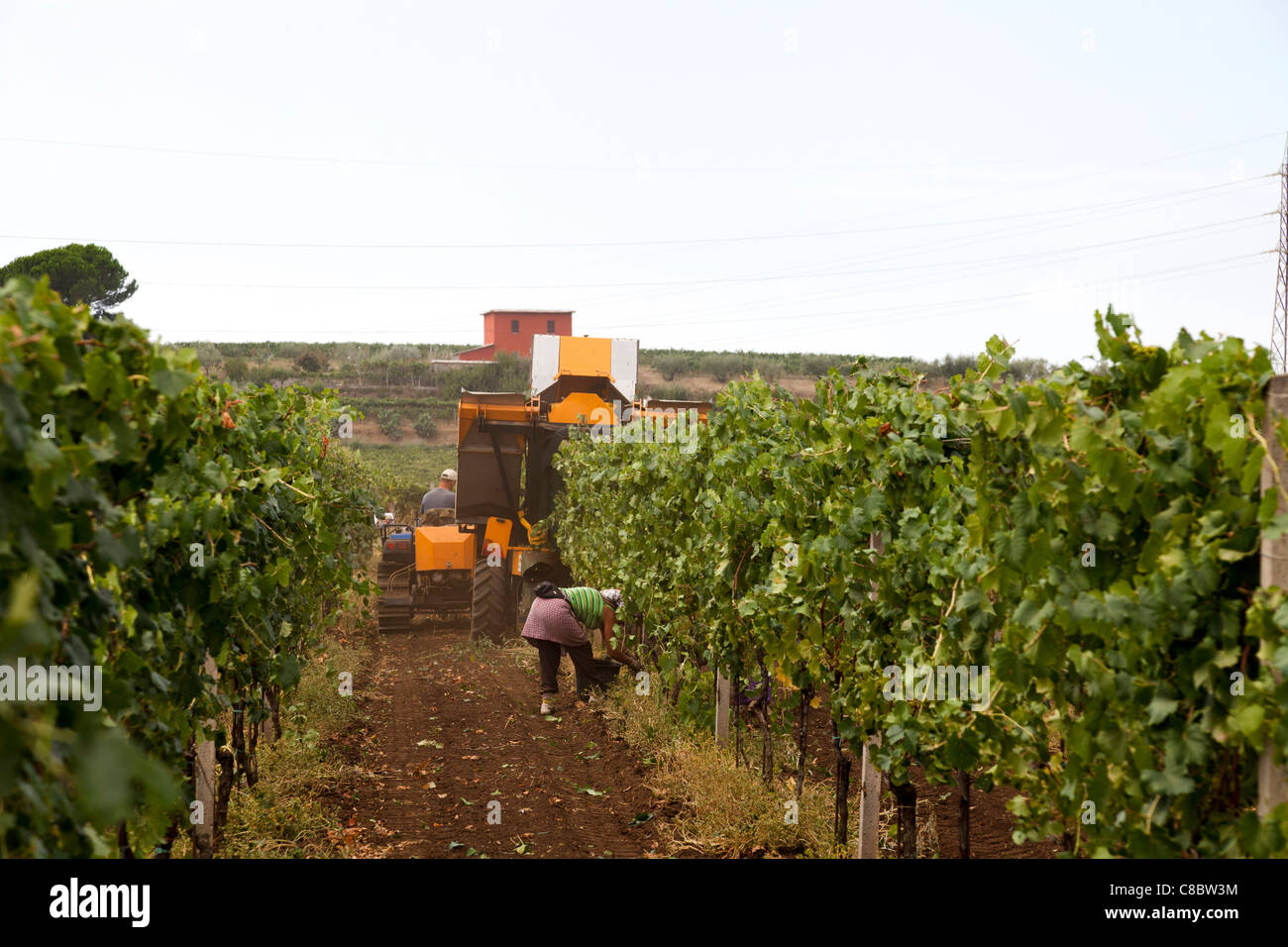 Cueilleurs de la main à la suite de la récolte de raisins de la récolteuse mécanique à Frascati, Italie Banque D'Images