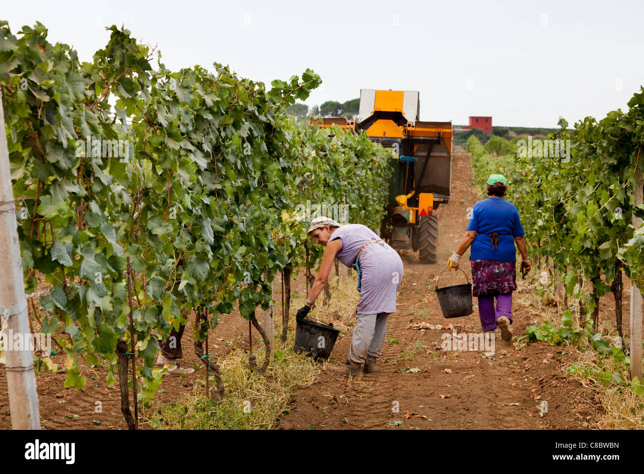 Cueilleurs de la main à la suite de la récolte de raisins de la récolteuse mécanique à Frascati, Italie Banque D'Images