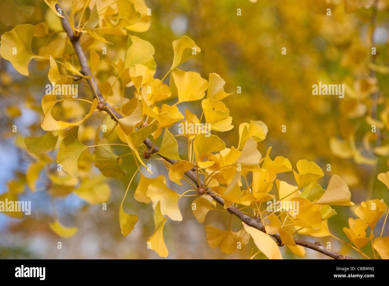 Le Ginkgo biloba arbres au Jardin National de Shinjuku Gyoen, Tokyo Banque D'Images