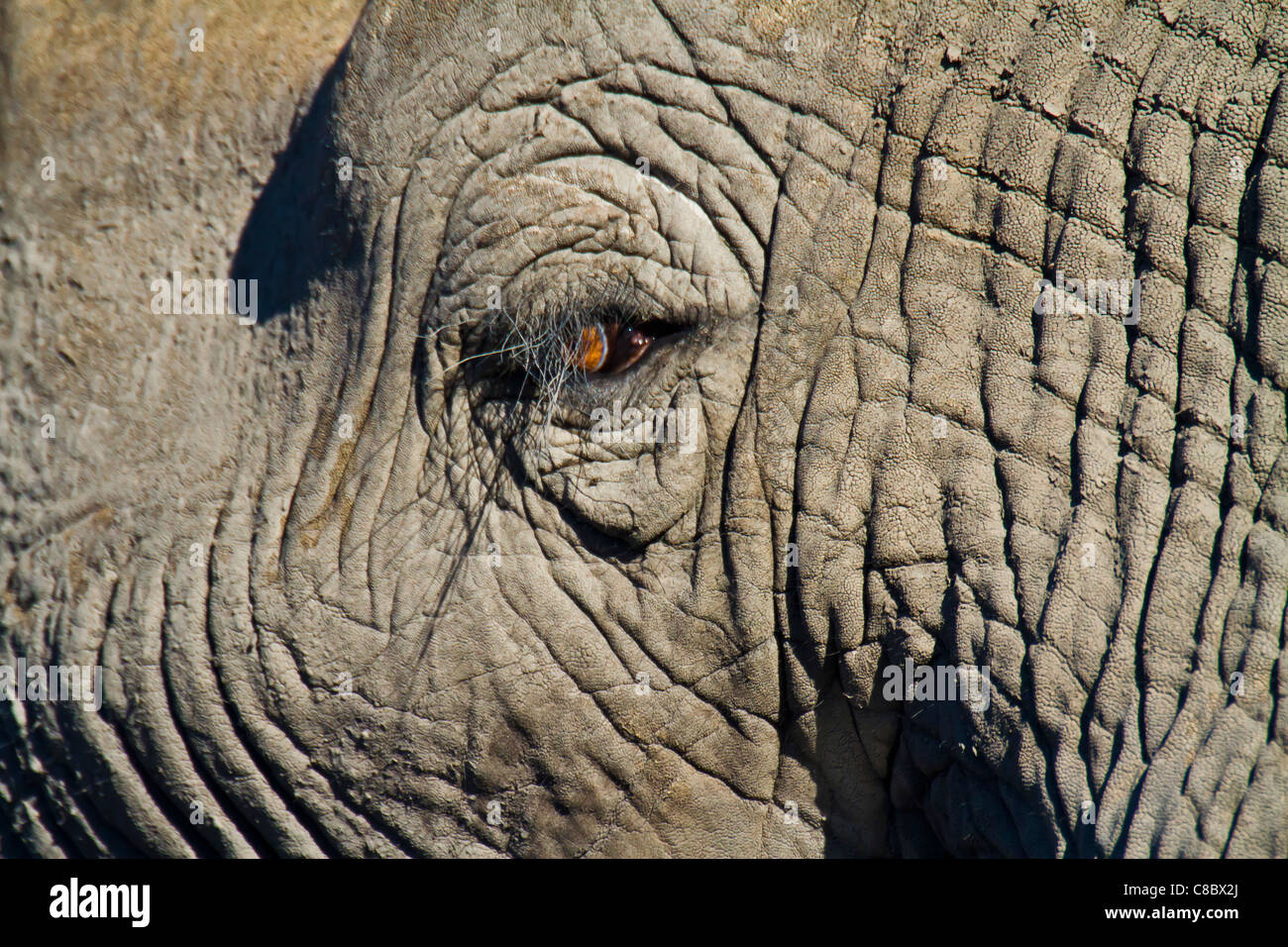 L'œil de l'éléphant, le parc national de Hwange, Zimbabwe Banque D'Images