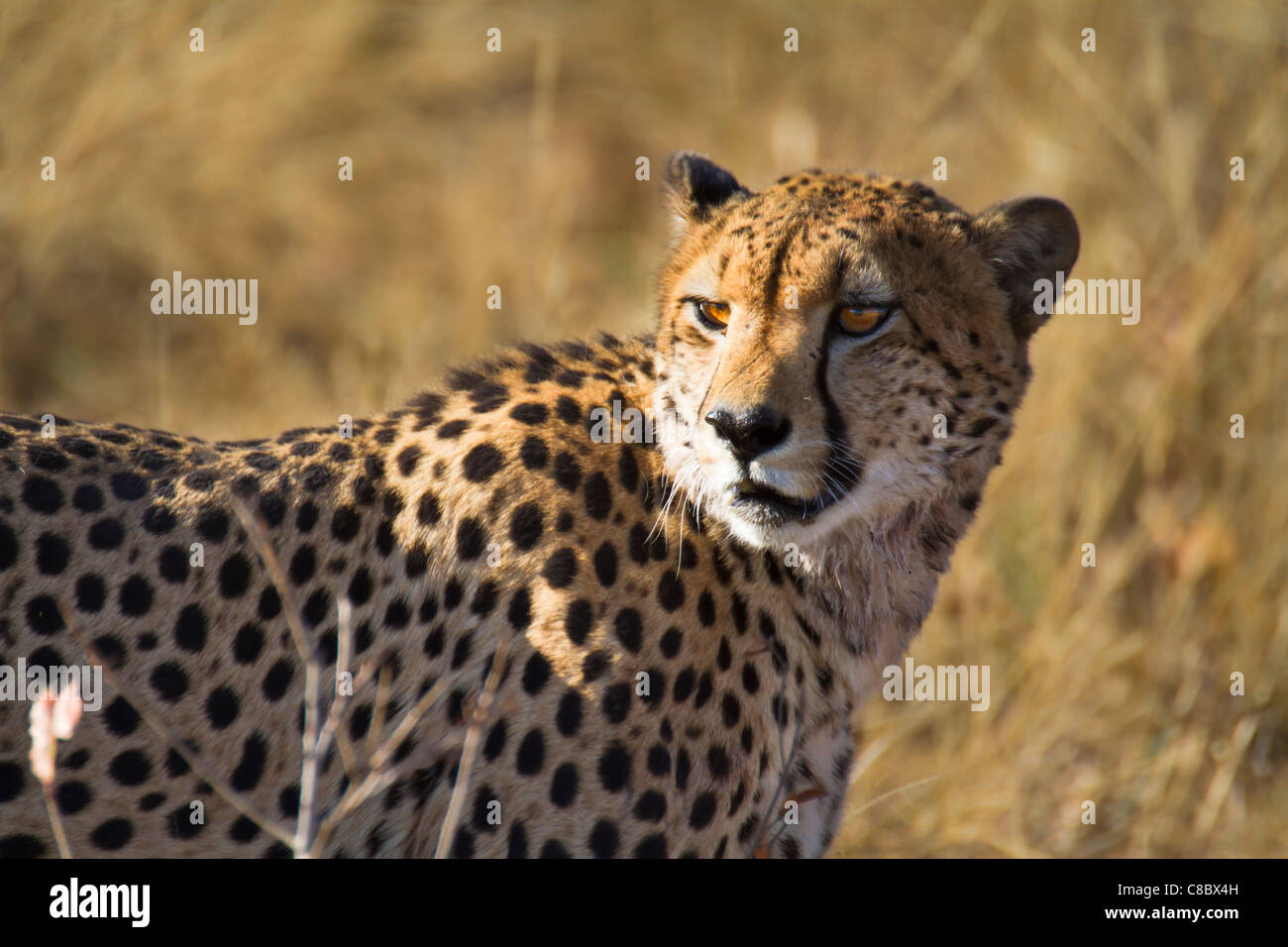 Cheetah dans le parc national de Hwange, Zimbabwe Banque D'Images