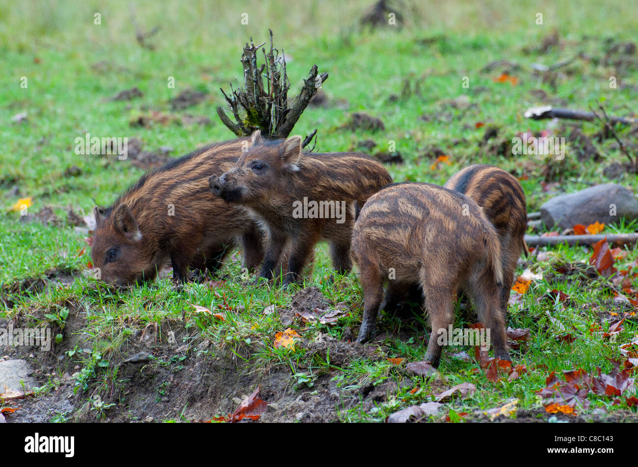 Les porcelets Sanglier au Parc Oméga, en automne. Banque D'Images