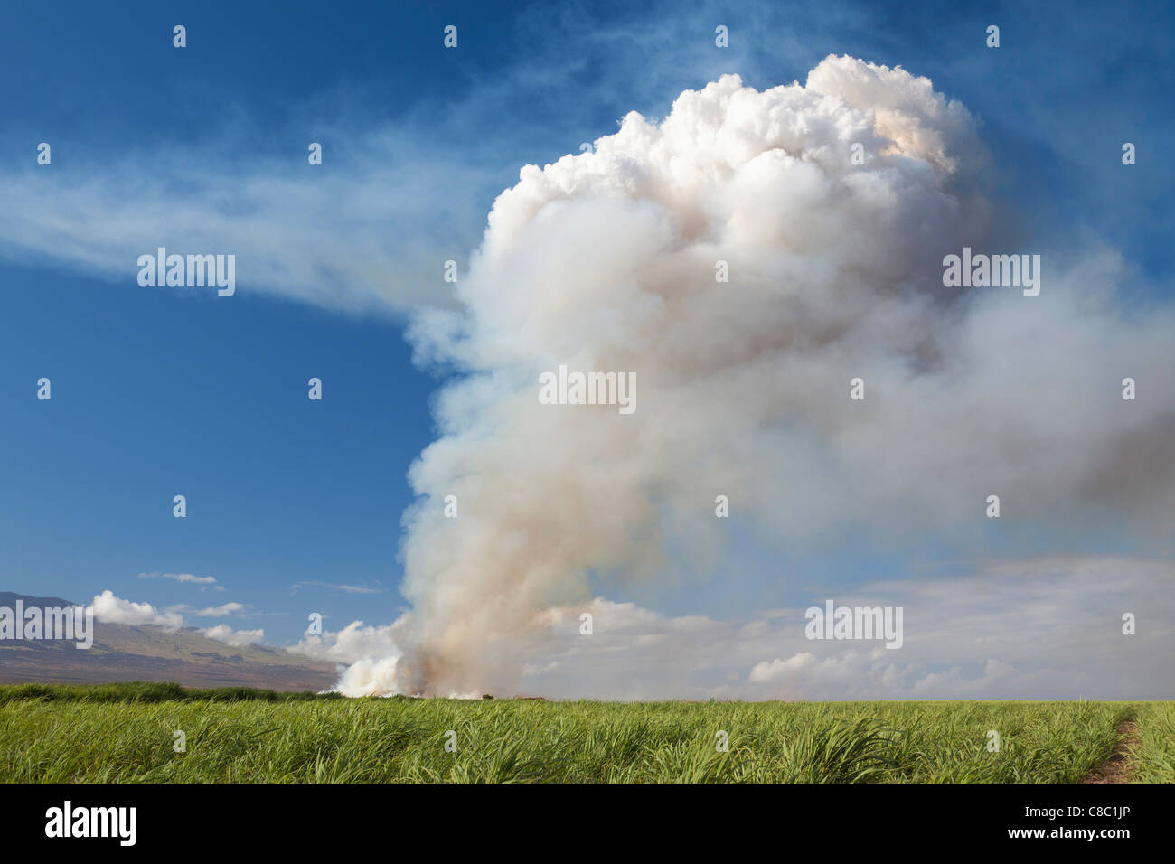 Incendie dans le sucre de canne, c'est la première étape de la récolte de canne à sucre sur l'île de Maui, Hawaii. Banque D'Images