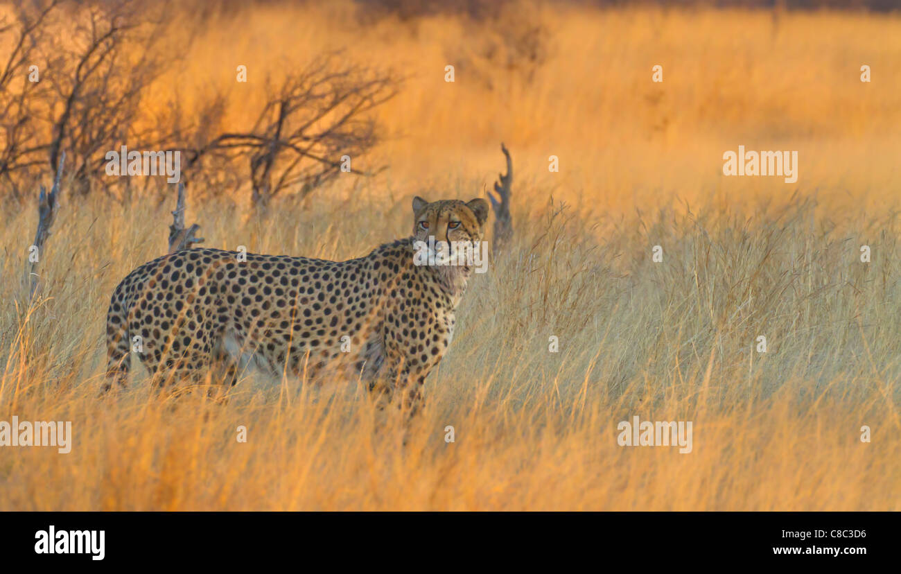 Cheetah dans le parc national de Hwange, Zimbabwe Banque D'Images